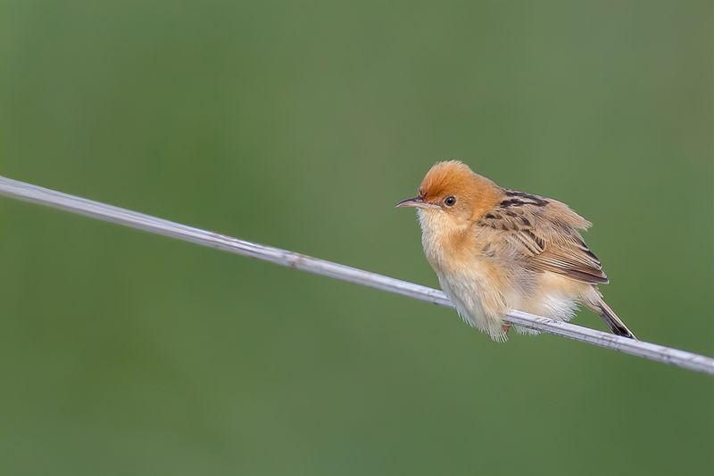 Golden-headed Cisticola