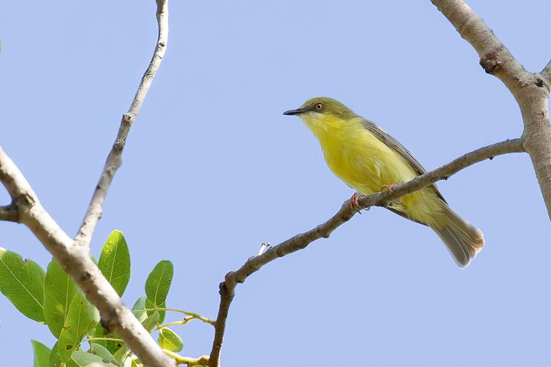 Green-capped Eremomela