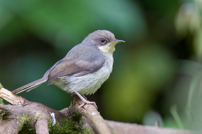Grey Apalis