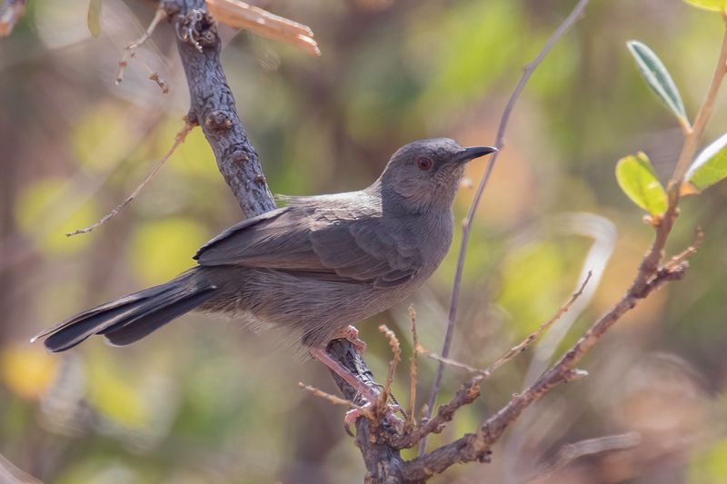 Grey Wren-Warbler