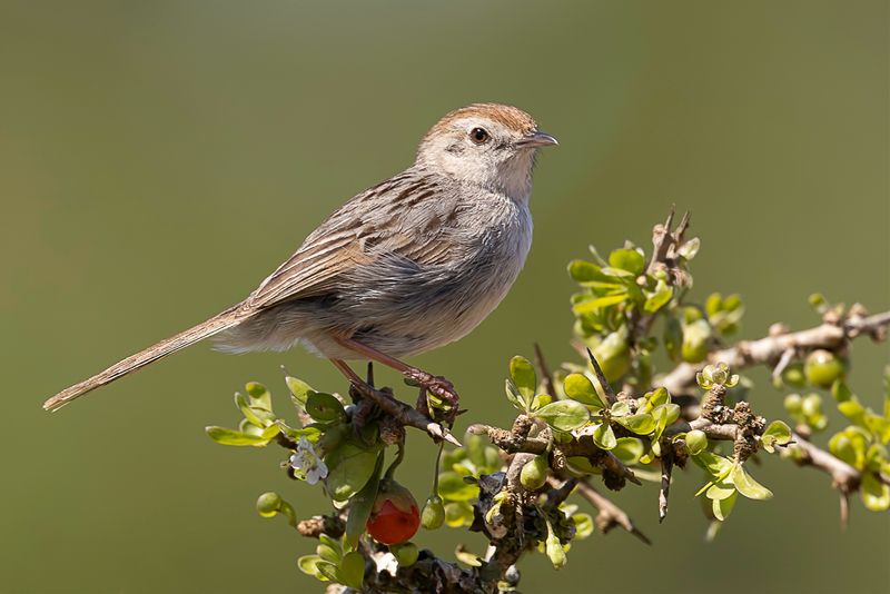 Grey-backed Cisticola