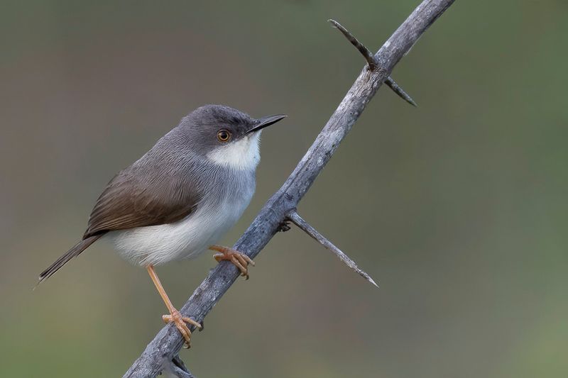 Grey-breasted Prinia