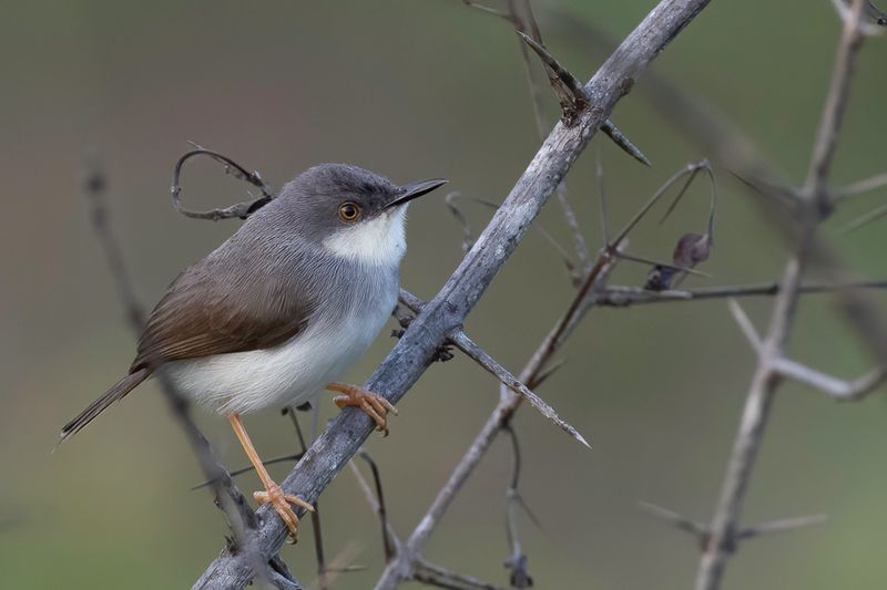 Grey-breasted Prinia