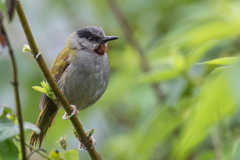 Grey-capped Warbler