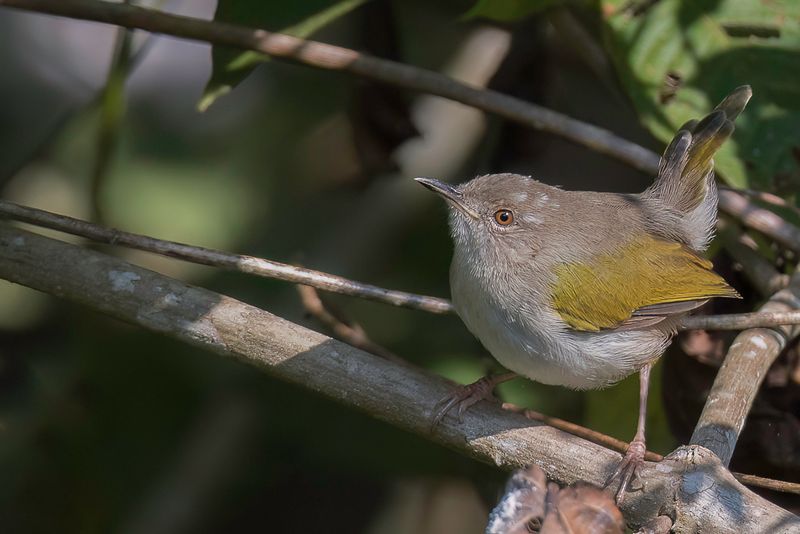 Hartert's Camaroptera