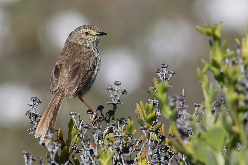 Karoo Prinia