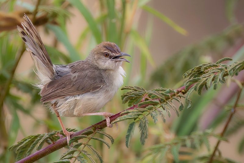 Kilombero Cisticola