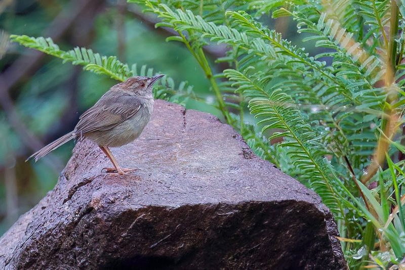 Rock-loving Cisticola