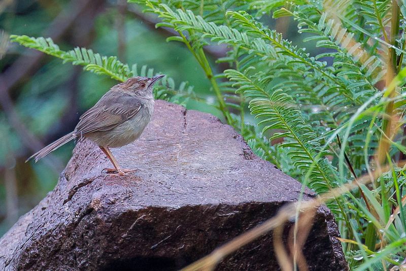Rock-loving Cisticola