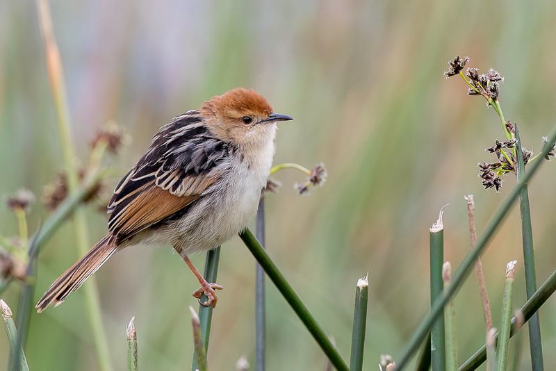 Levaillant's Cisticola