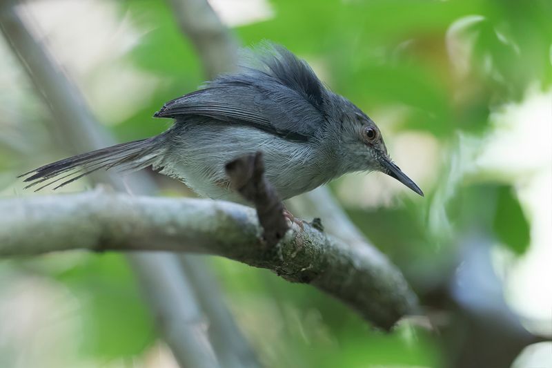 Long-billed Forest Warbler