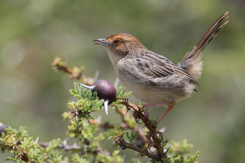 Lynes's Cisticola