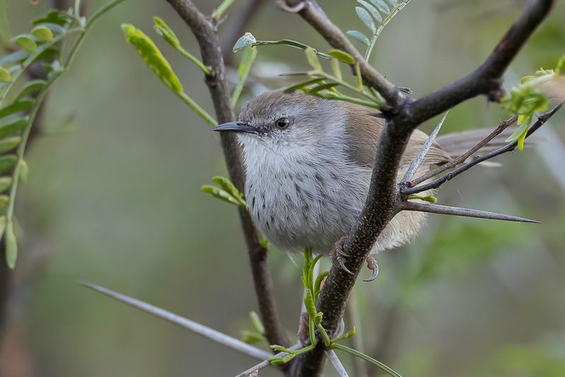 Namaqua Warbler