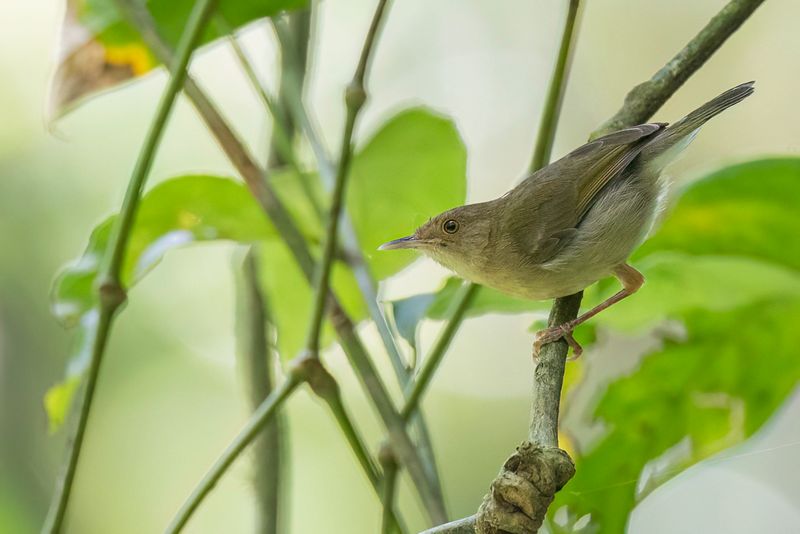 Olive-green Camaroptera