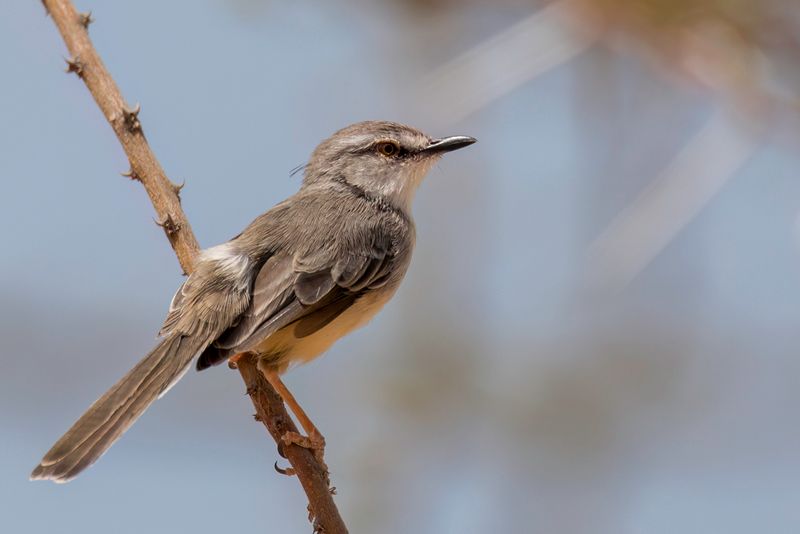 Pale Prinia