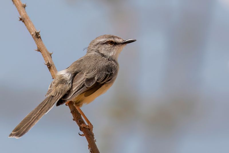 Pale Prinia