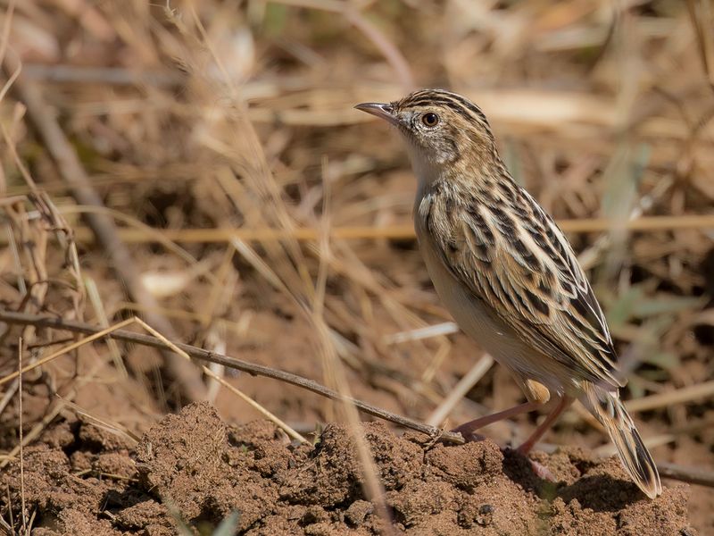 Pectoral-patch Cisticola