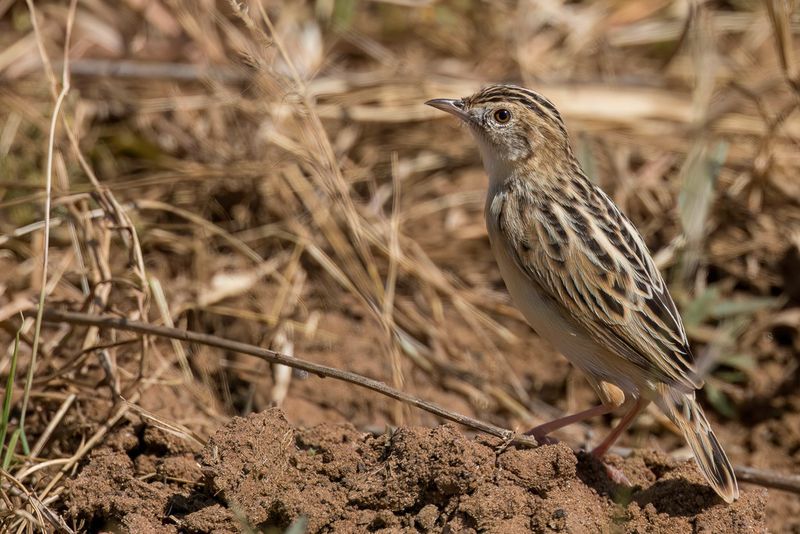 Pectoral-patch Cisticola