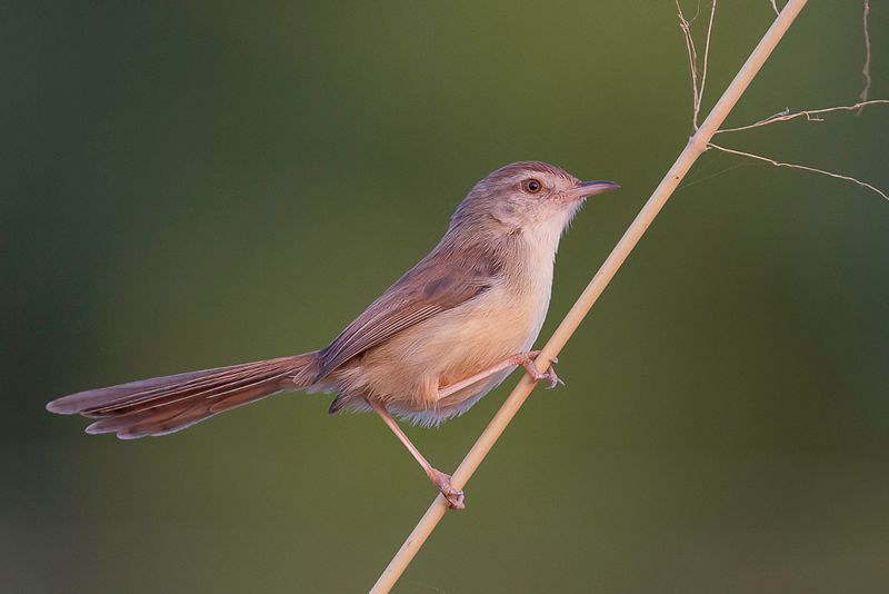 Plain Prinia