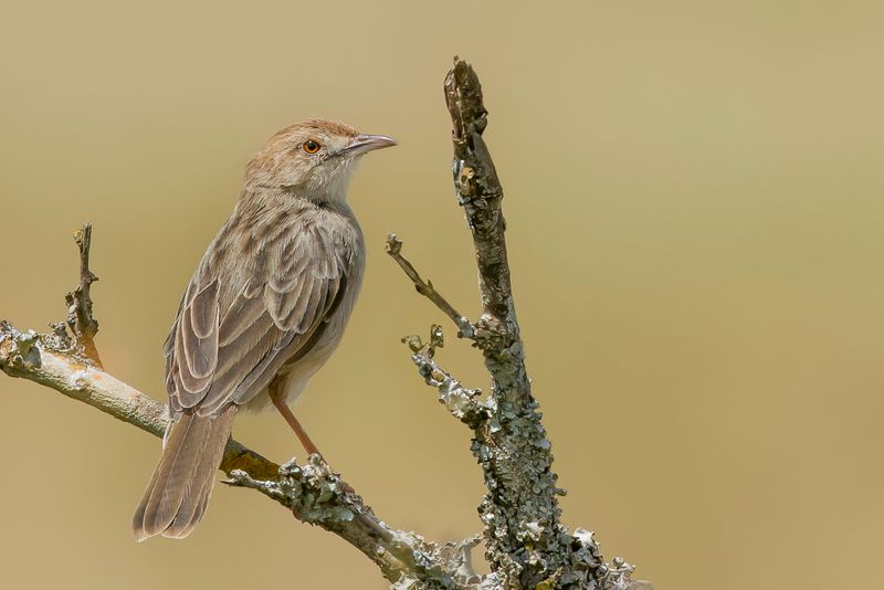 Rattling Cisticola
