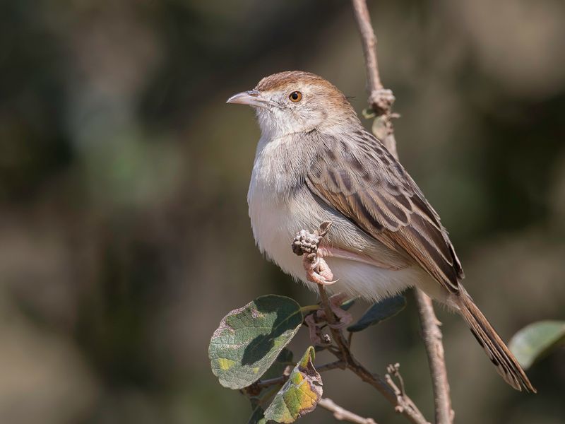 Rattling Cisticola