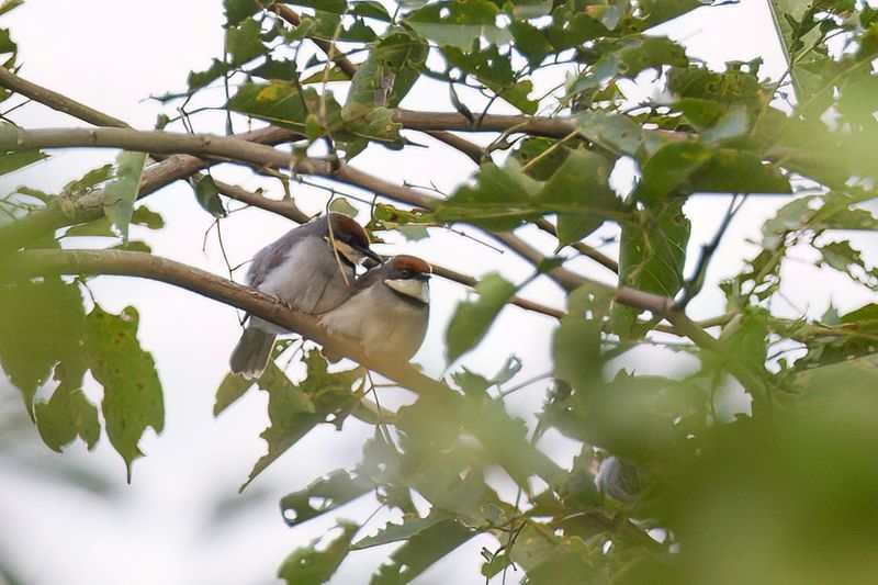 Red-capped Eremomela