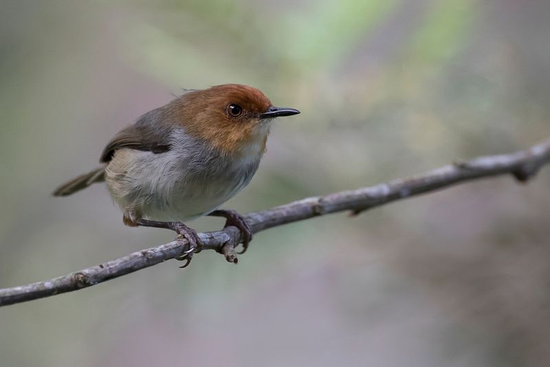 Red-capped Forest Warbler