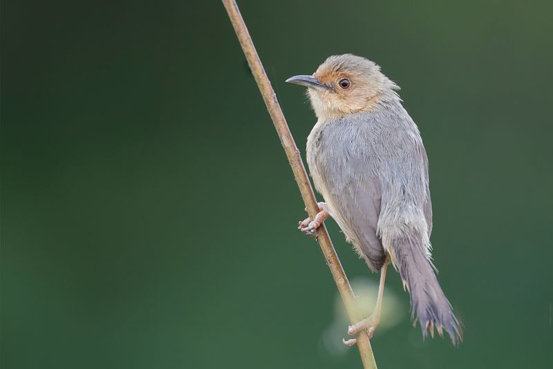 Red-faced Cisticola