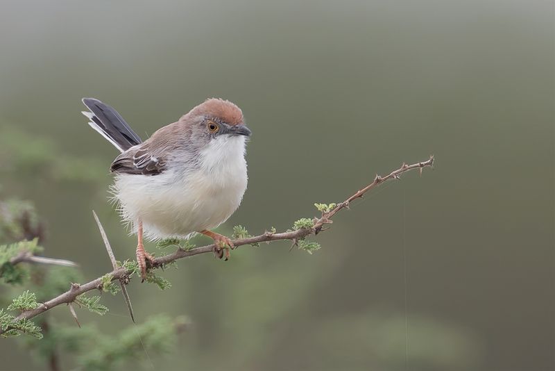 Red-fronted Prinia