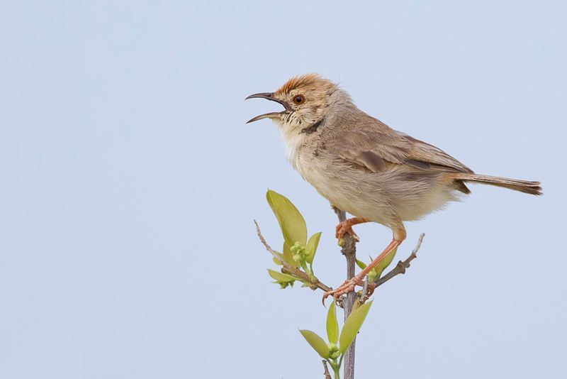 Red-pate Cisticola