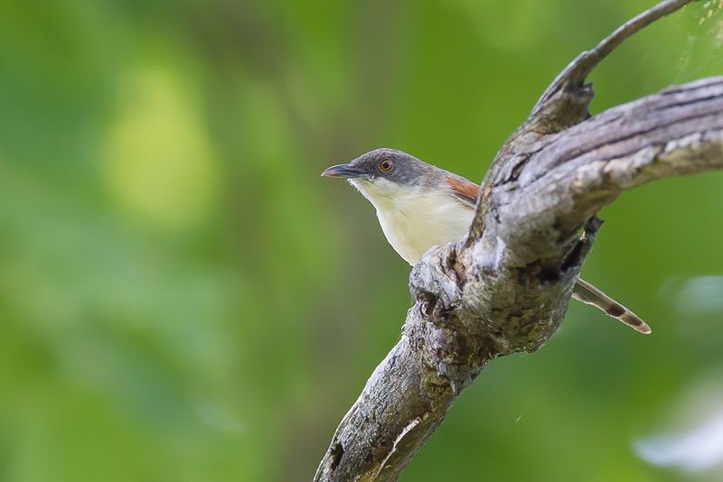 Red-winged Prinia