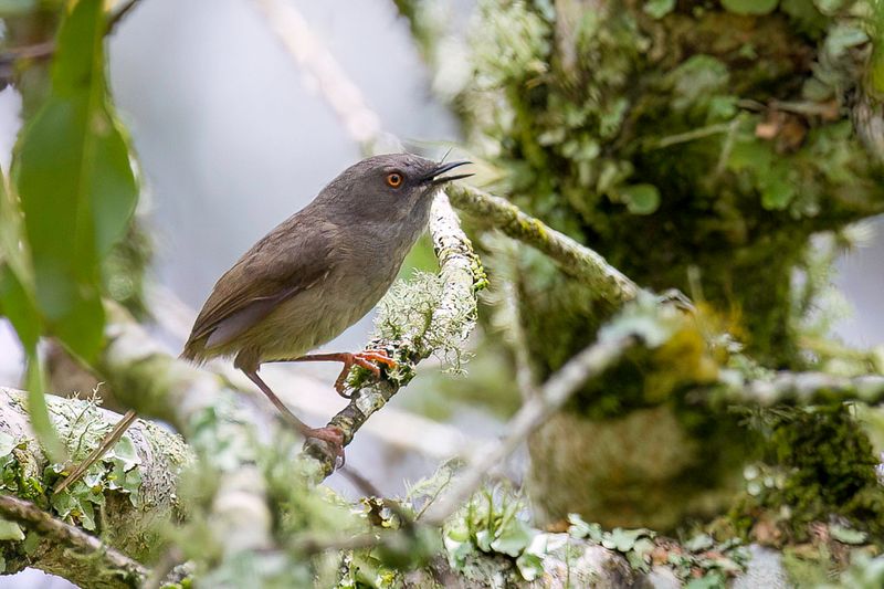 Roberts's Warbler
