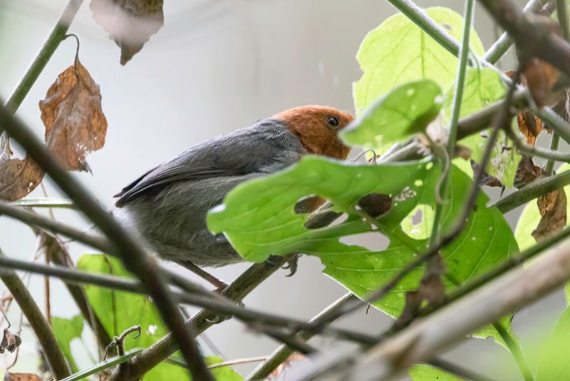 Winifred's Warbler