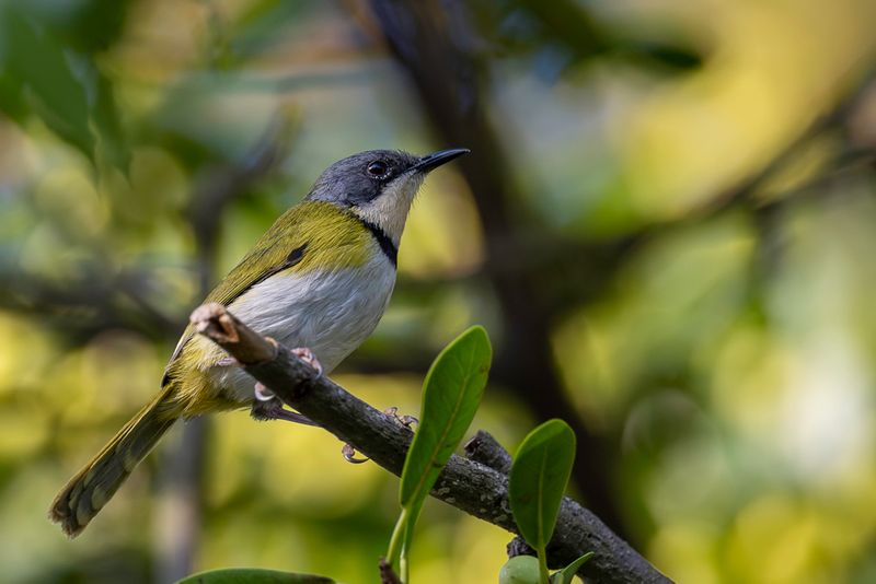 Rudd's Apalis