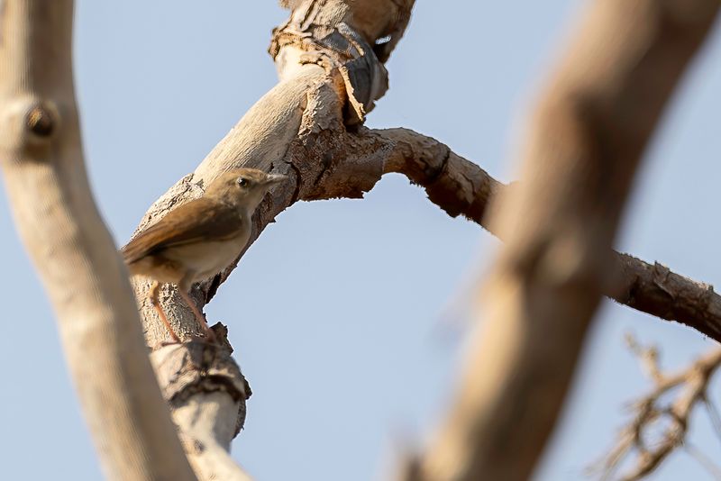 Rufous Cisticola