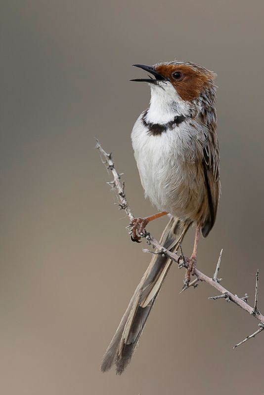 Rufous-eared Warbler