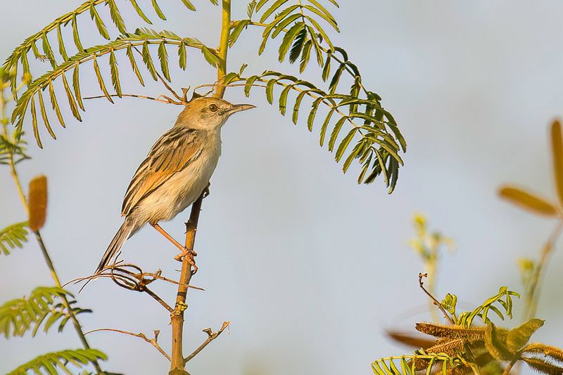 Rufous-winged Cisticola