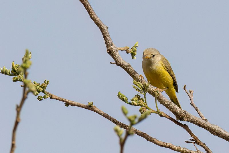Senegal Eremomela