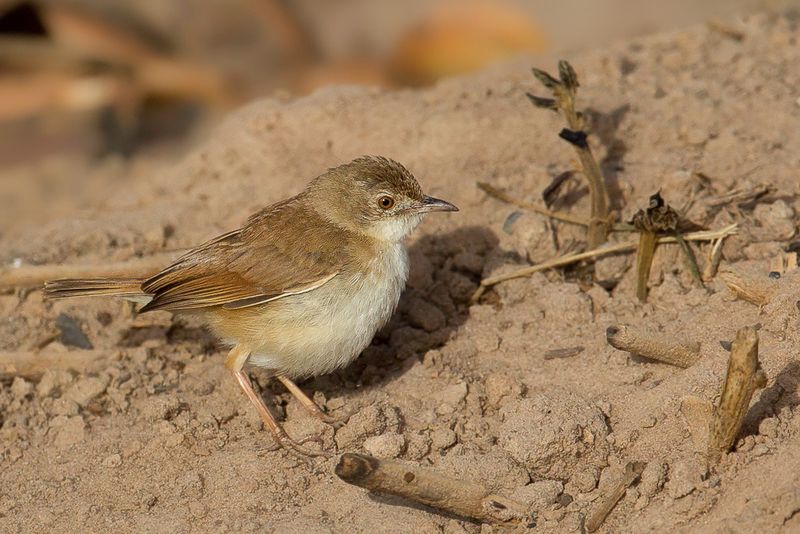 Short-winged Cisticola