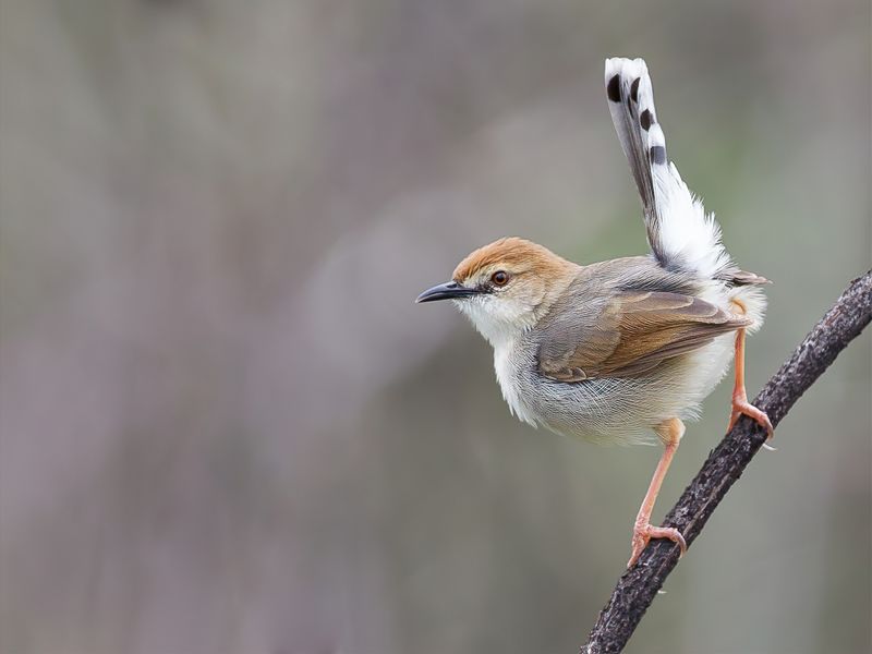 Singing Cisticola