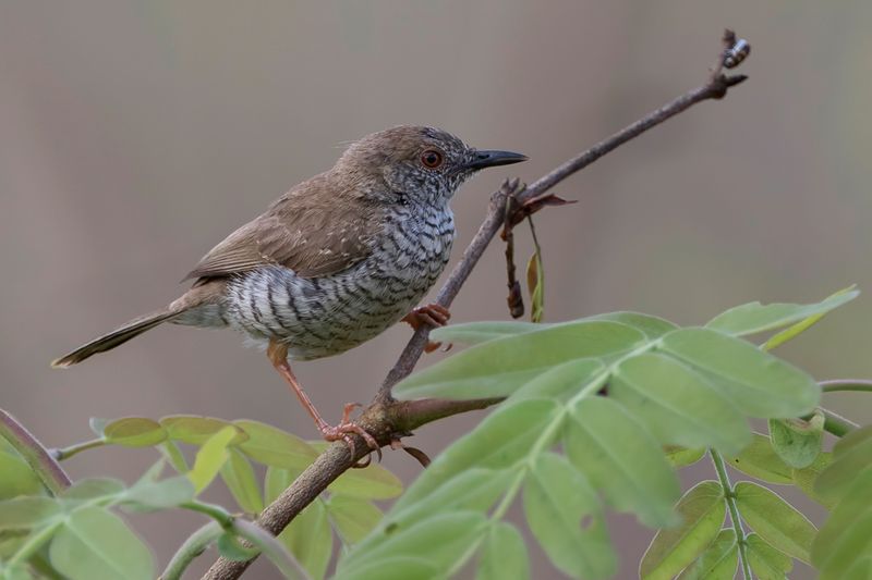 Stierling's Wren-Warbler