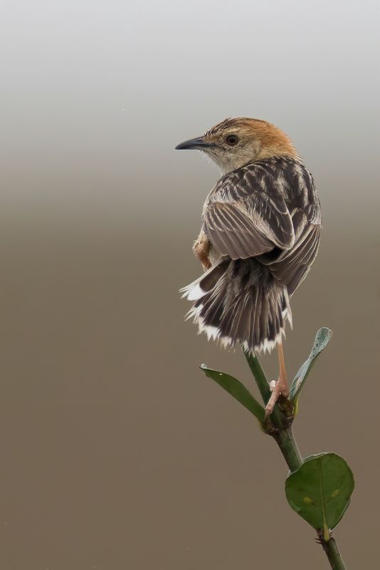 Stout Cisticola