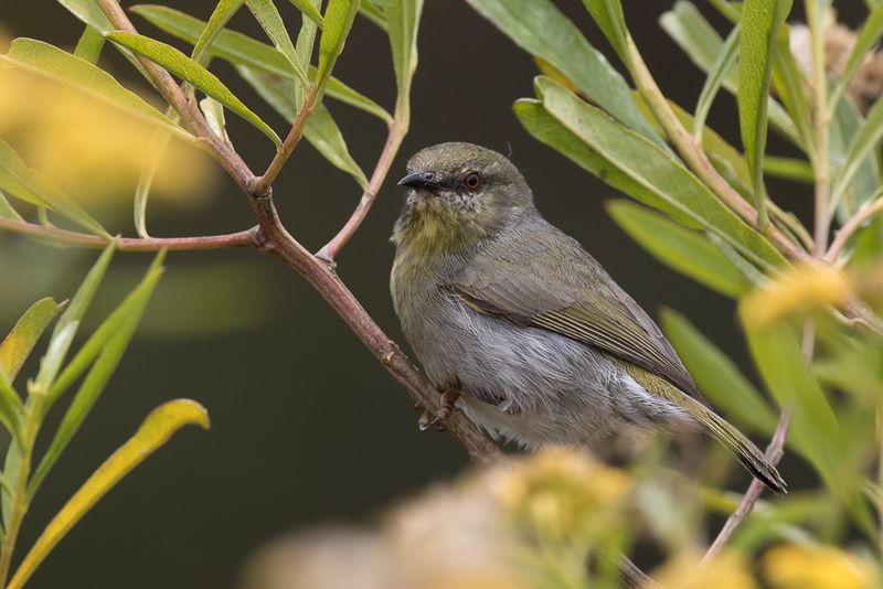 Stripe-throated Jery