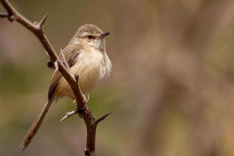 Tawny-flanked Prinia