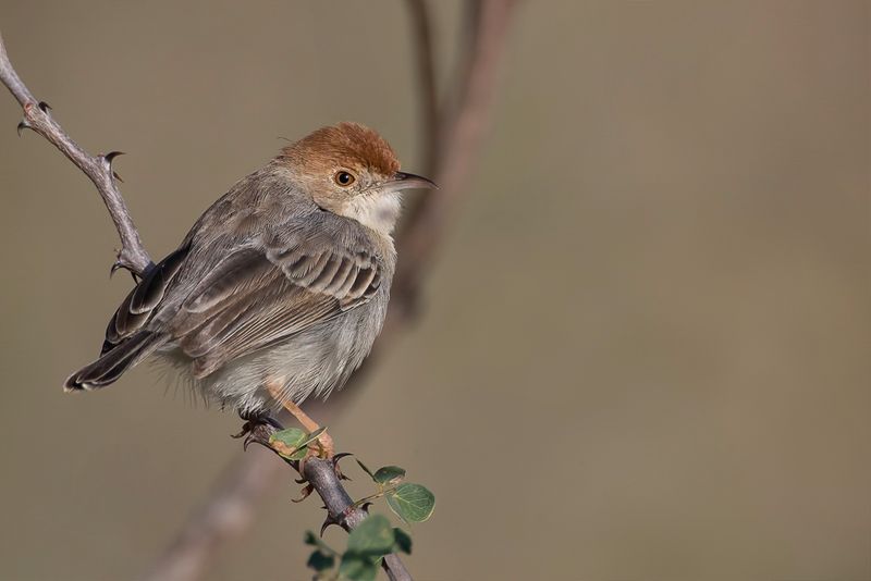 Tiny Cisticola