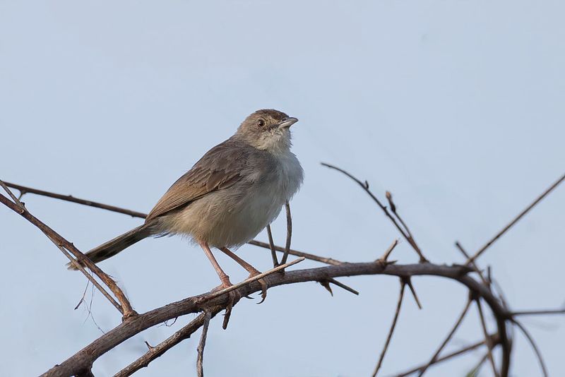 Trilling Cisticola