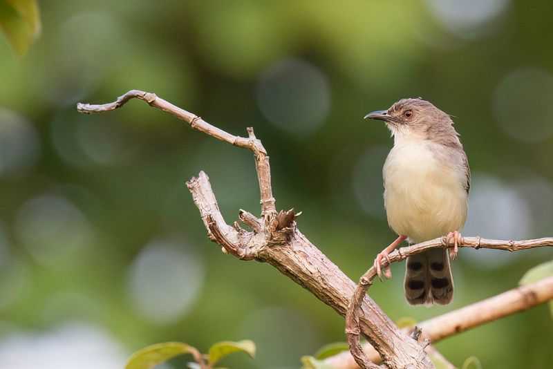 Whistling Cisticola