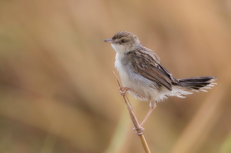 White-tailed Cisticola