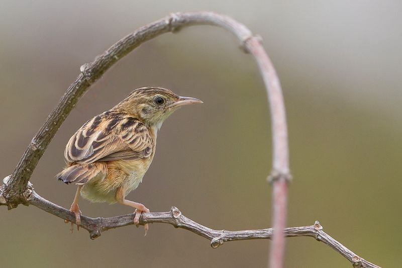 Wing-snapping Cisticola