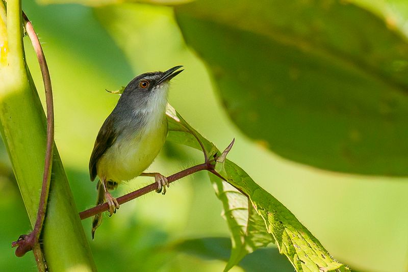 Yellow-bellied Prinia
